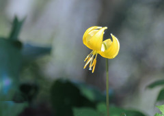 黄色カタクリ-3