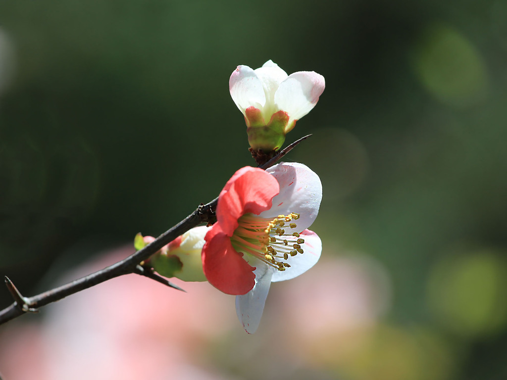 ボケの花ー思いのまま