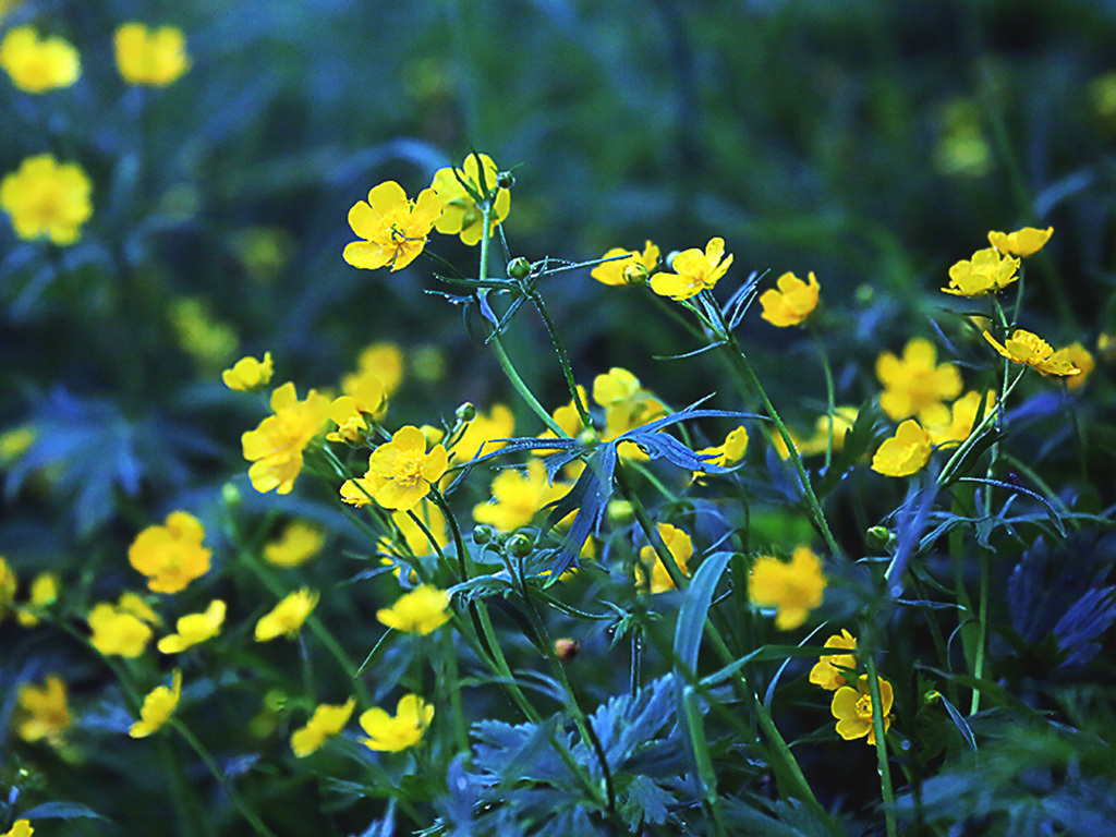 高山植物（カールで）ーミヤマキンポウゲ