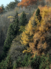 信濃の山ー秋の色どり