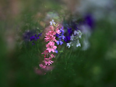 春の花壇で花束を