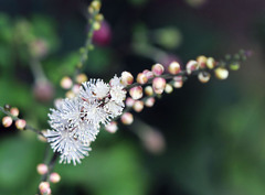 秋の庭ー霜柱の花
