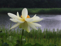 黄ハスー夏の貴婦人