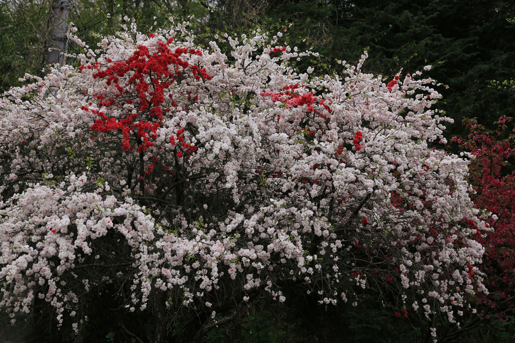 花桃1－思いのまま