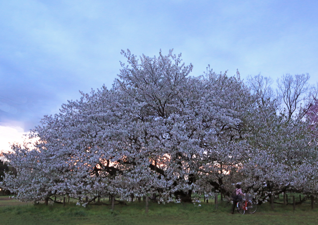 落日の大島桜