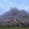 落日の大島桜