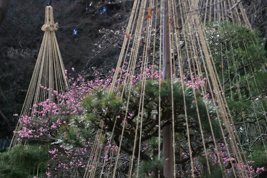 梅の花かんむりー百草園