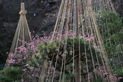 梅の花かんむりー百草園