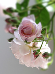 春の希望の女神Ⅰ