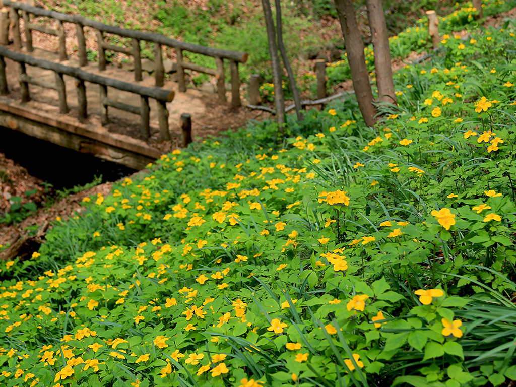 山吹草-1