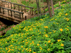 山吹草-1
