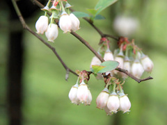 ブルーベリーの花