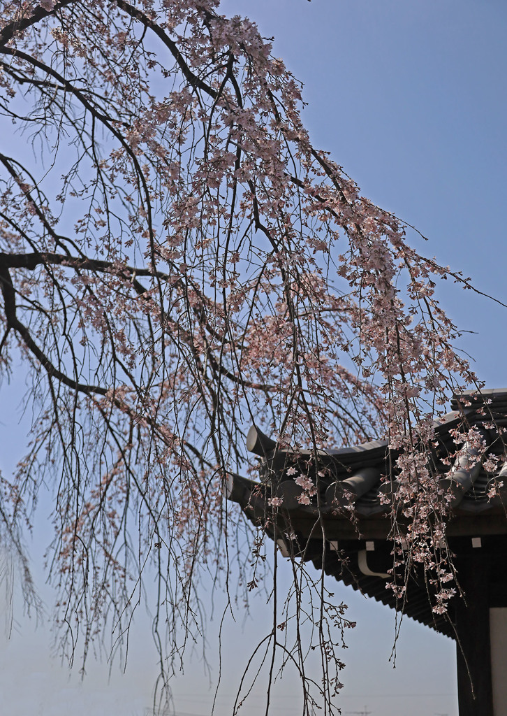 東郷寺ー悠久の美Ⅰ