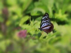 アサギマダラ-飛翔3