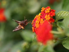 ホシホウジャク-2（1/8000秒の舞）