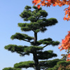 日本庭園の松ー昭和記念公園