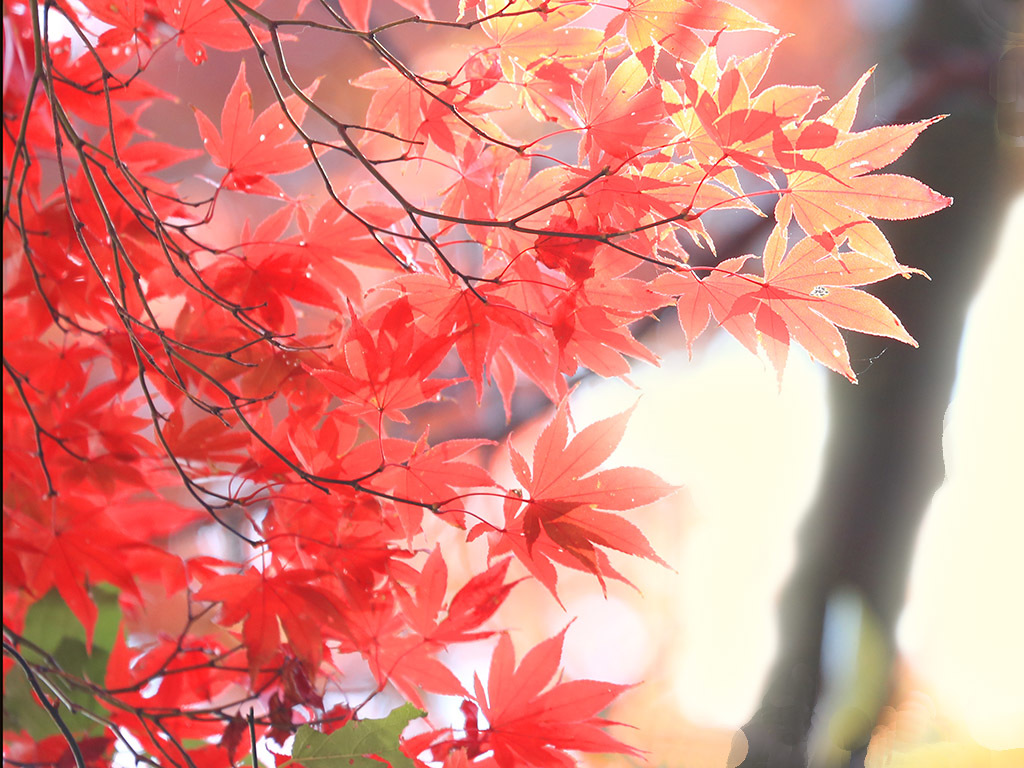 ハイキー紅葉（百草園）