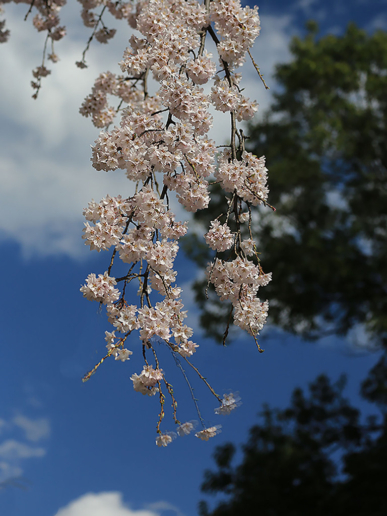 東郷寺ー桜枝ゆれて