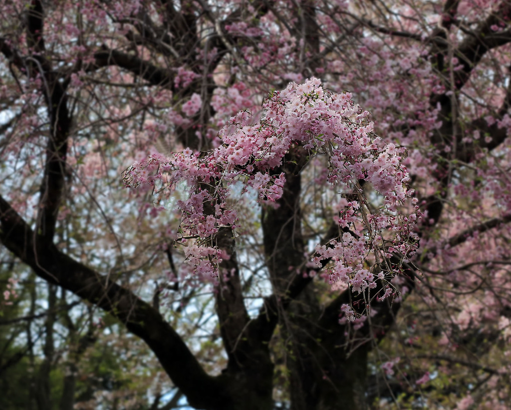 森の奥でー八重紅しだれ桜