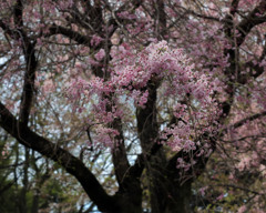 森の奥でー八重紅しだれ桜