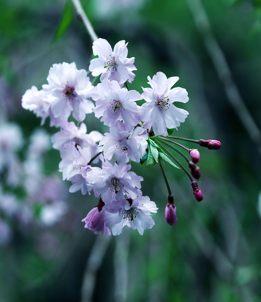 枝垂桜の舞うマンション庭