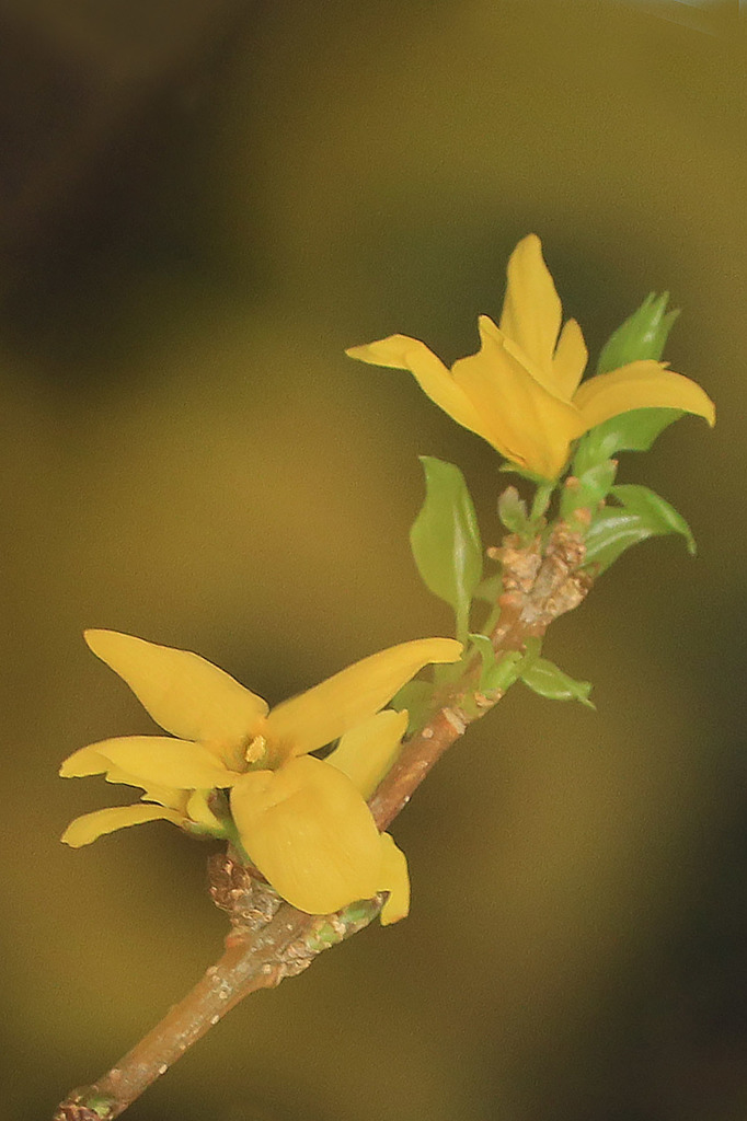 春萌え百草園ー黄梅