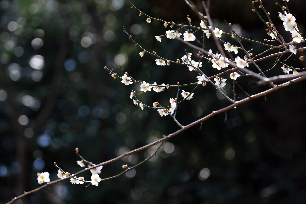 春萌え百草園ーしだれ一枝