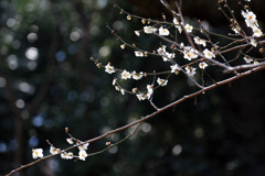 春萌え百草園ーしだれ一枝