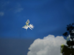 サギ草ー青い空を飛びたーい