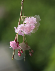 揺れる桜