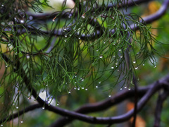濃霧に覆われた街ー松露Ⅱ