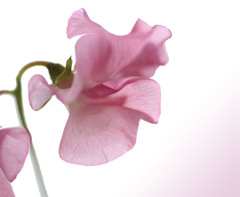 ♪♪春色の汽車に乗ってー2