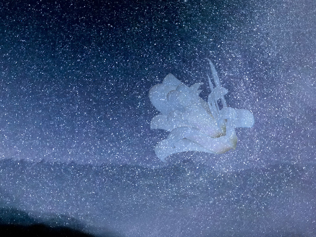満天の星の中で咲く