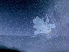 満天の星の中で咲く