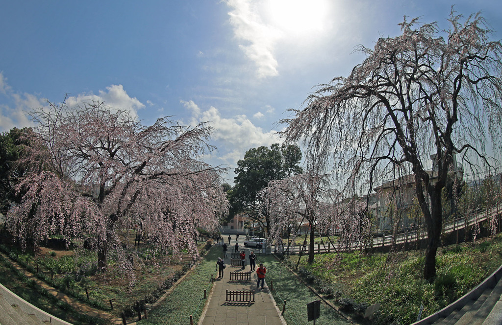東郷寺山門より-しだれ櫻の饗宴