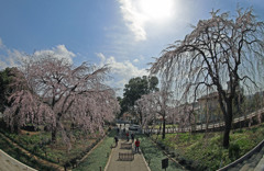 東郷寺山門より-しだれ櫻の饗宴