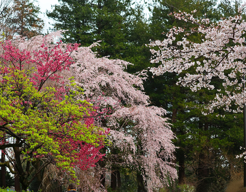 満開の桜に酔う-2
