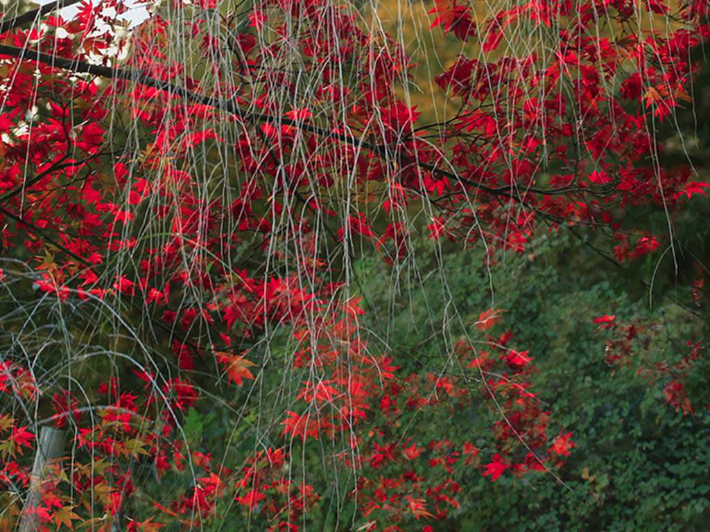 真紅の雨（百草園）