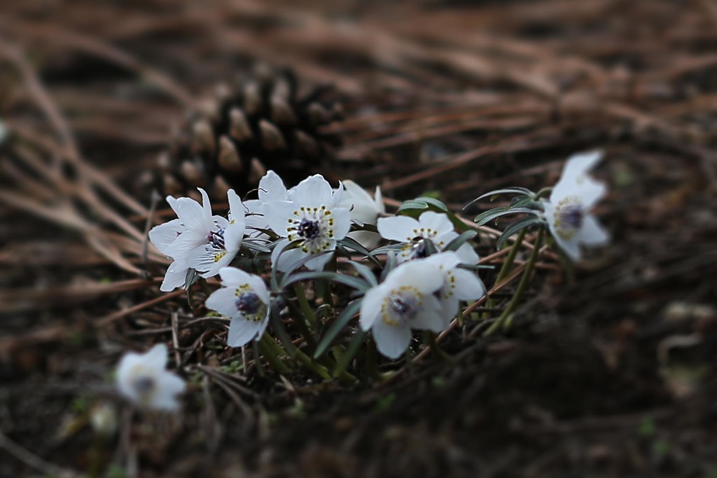 少しづつ春の足音-4（昭和記念公園で）