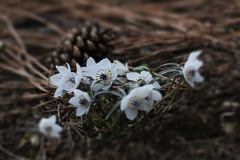 少しづつ春の足音-4（昭和記念公園で）