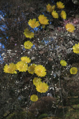 福寿草としだれ桜のコラボー百草園