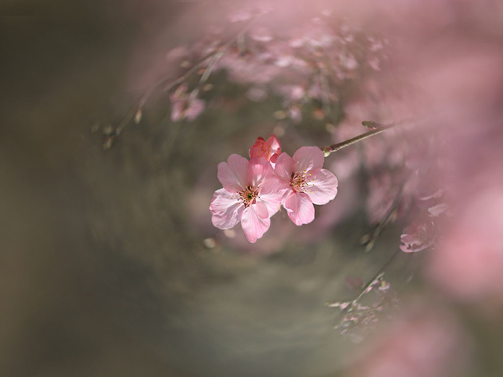 桜ー幻想即興曲-2