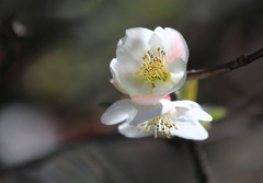 ボケの花-春光を一杯浴びて