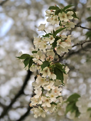 大島桜一枝