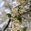 大島桜一枝