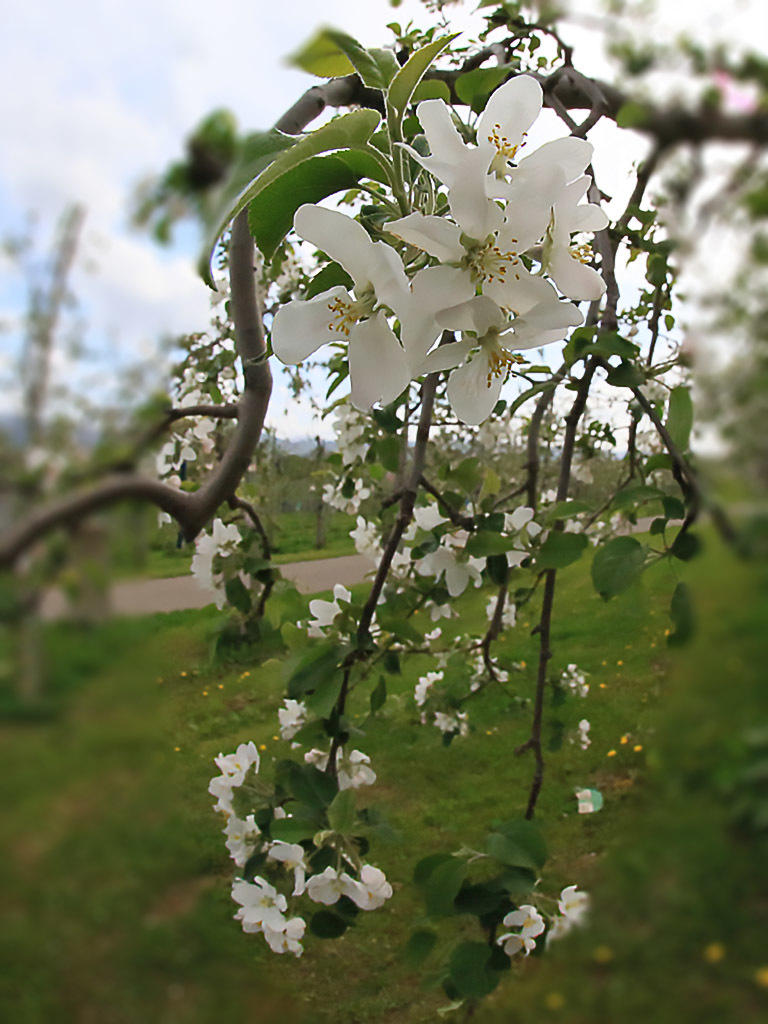 リンゴ花-3