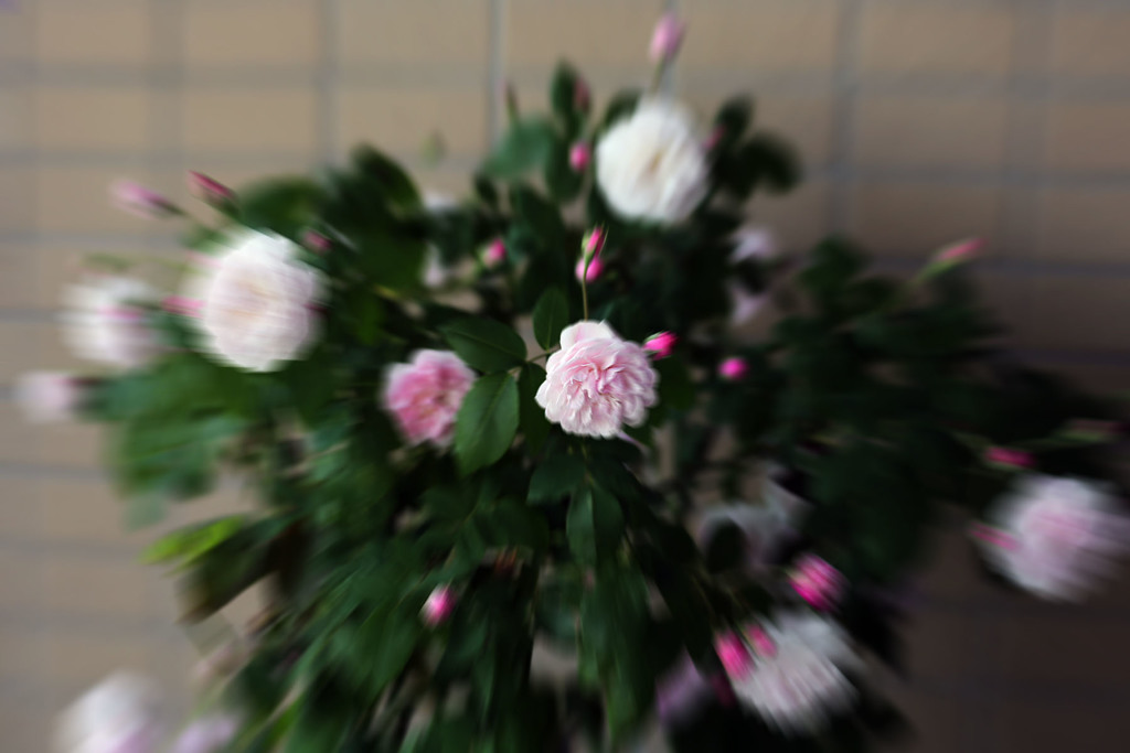 2019-今年のバラ爆発