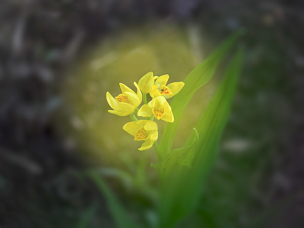 今年のキンラン