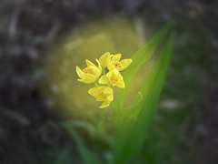 今年のキンラン