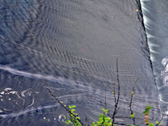 晩春の流れーさくら帯2